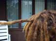 dreadlocks tighten up and get nice and smooth